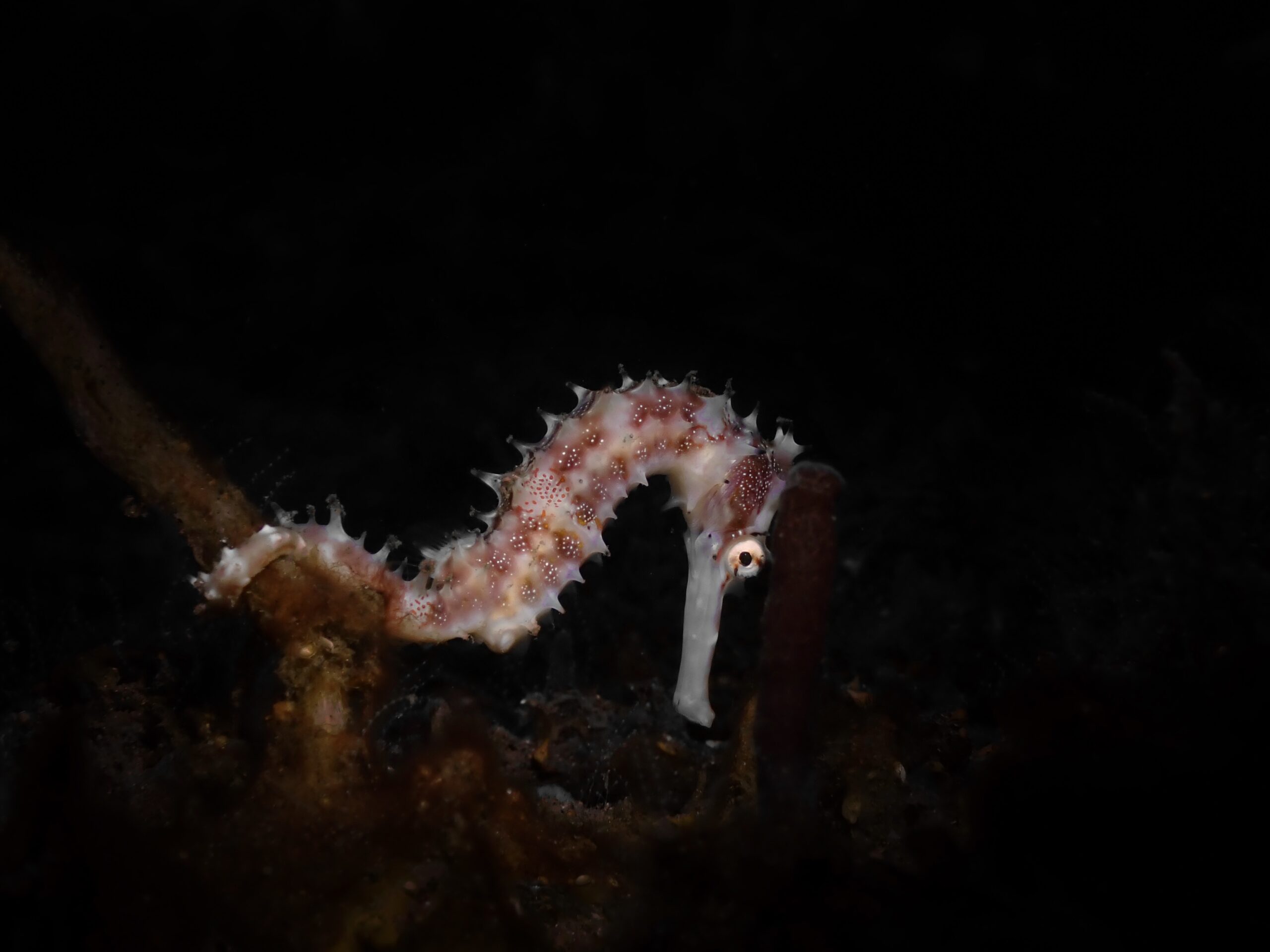 038221CF-8474-4304-BD0C-54A3823C869B