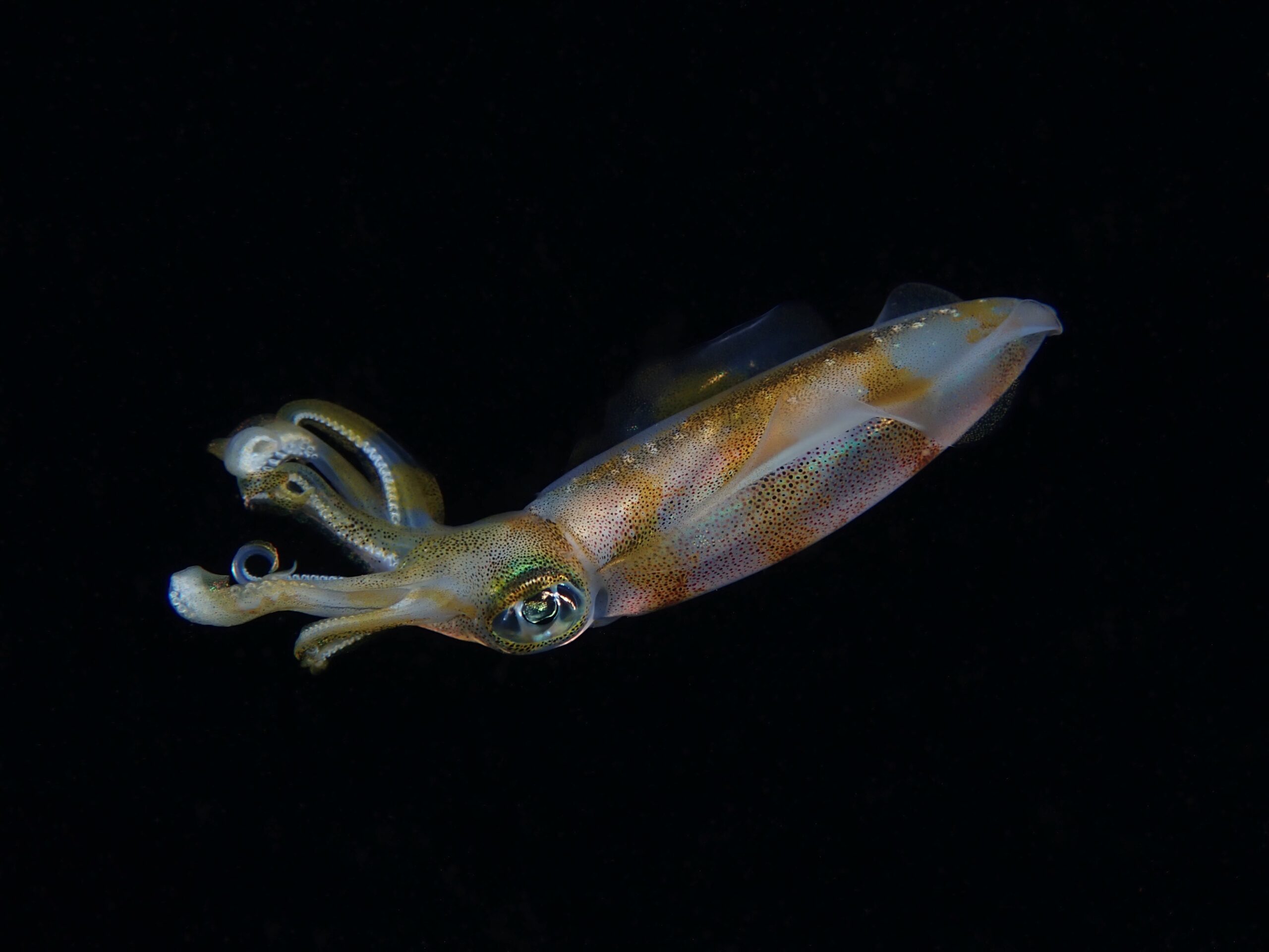 2A199F33-81E3-4EFC-82BA-8343A858CFFE