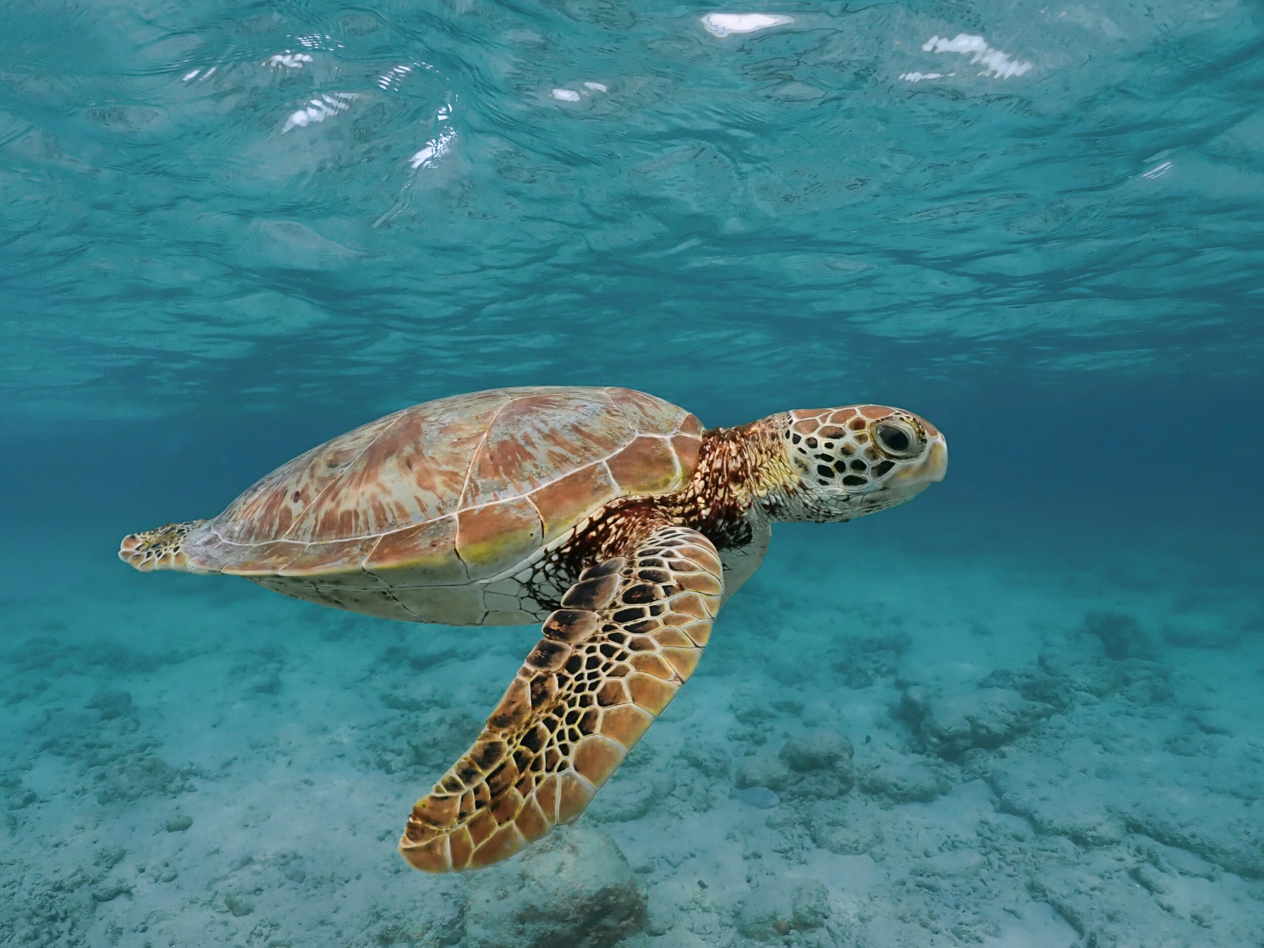 B3BD0FD8-3DD4-4B70-89C9-0362AD737D0E_1_201_a