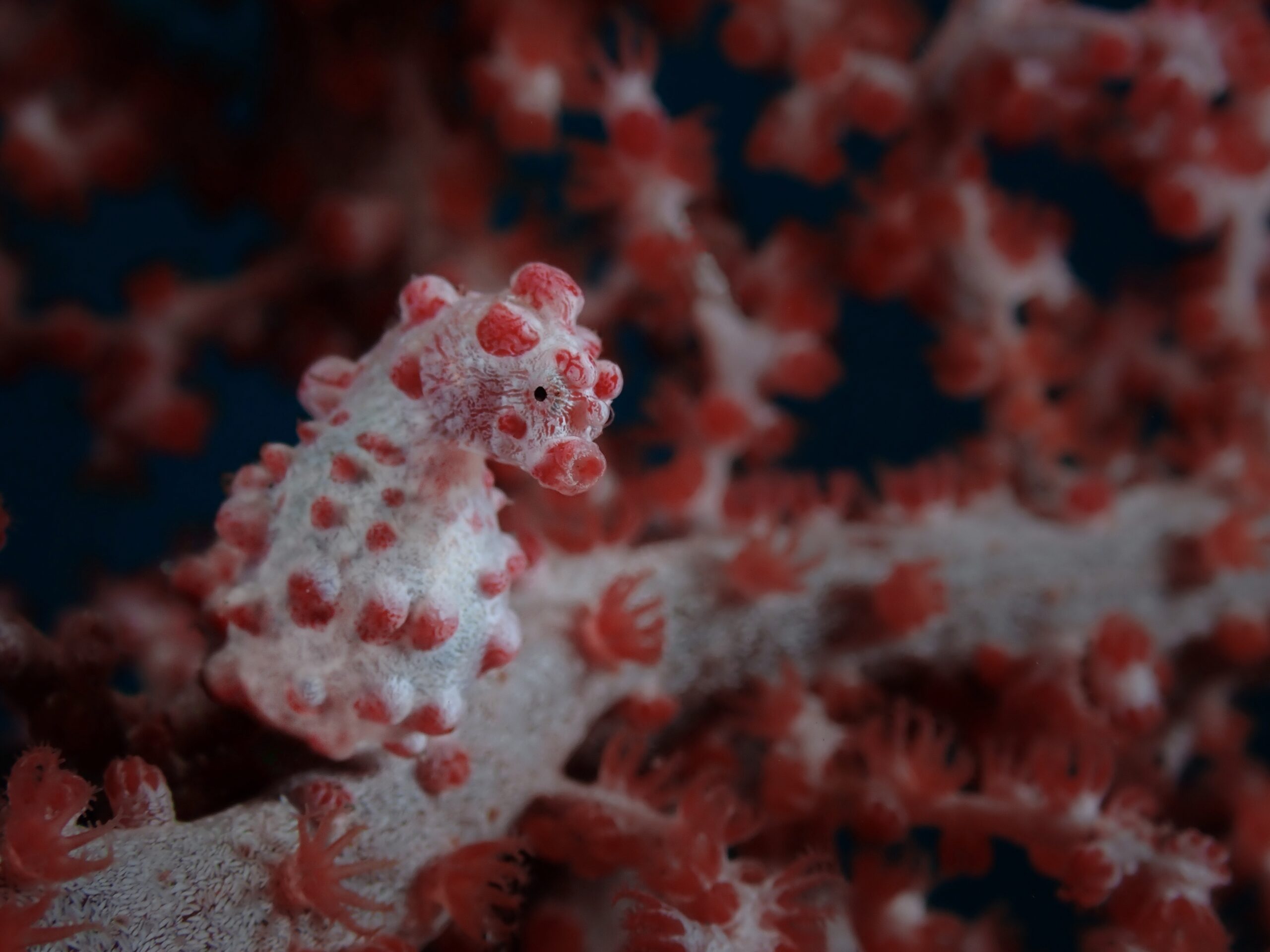 B7287041-265C-4D46-A386-ACA0D6B7B235_1_201_a