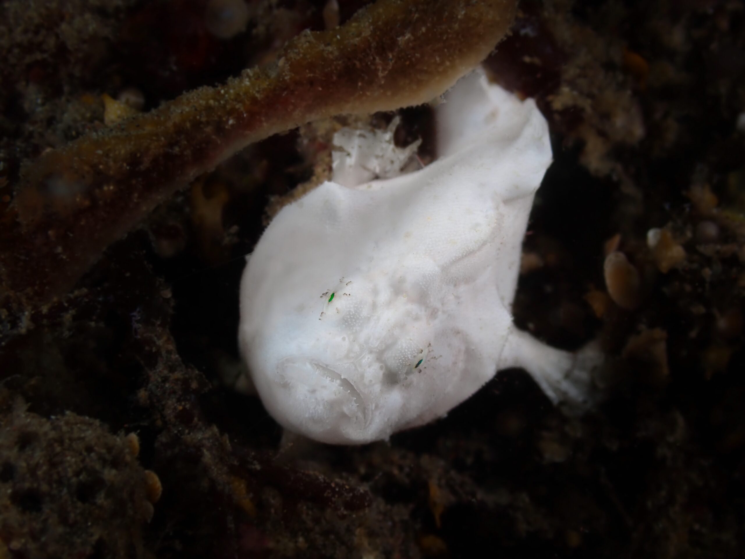 F64F4FDE-A32A-46FC-B709-013912B5DA35