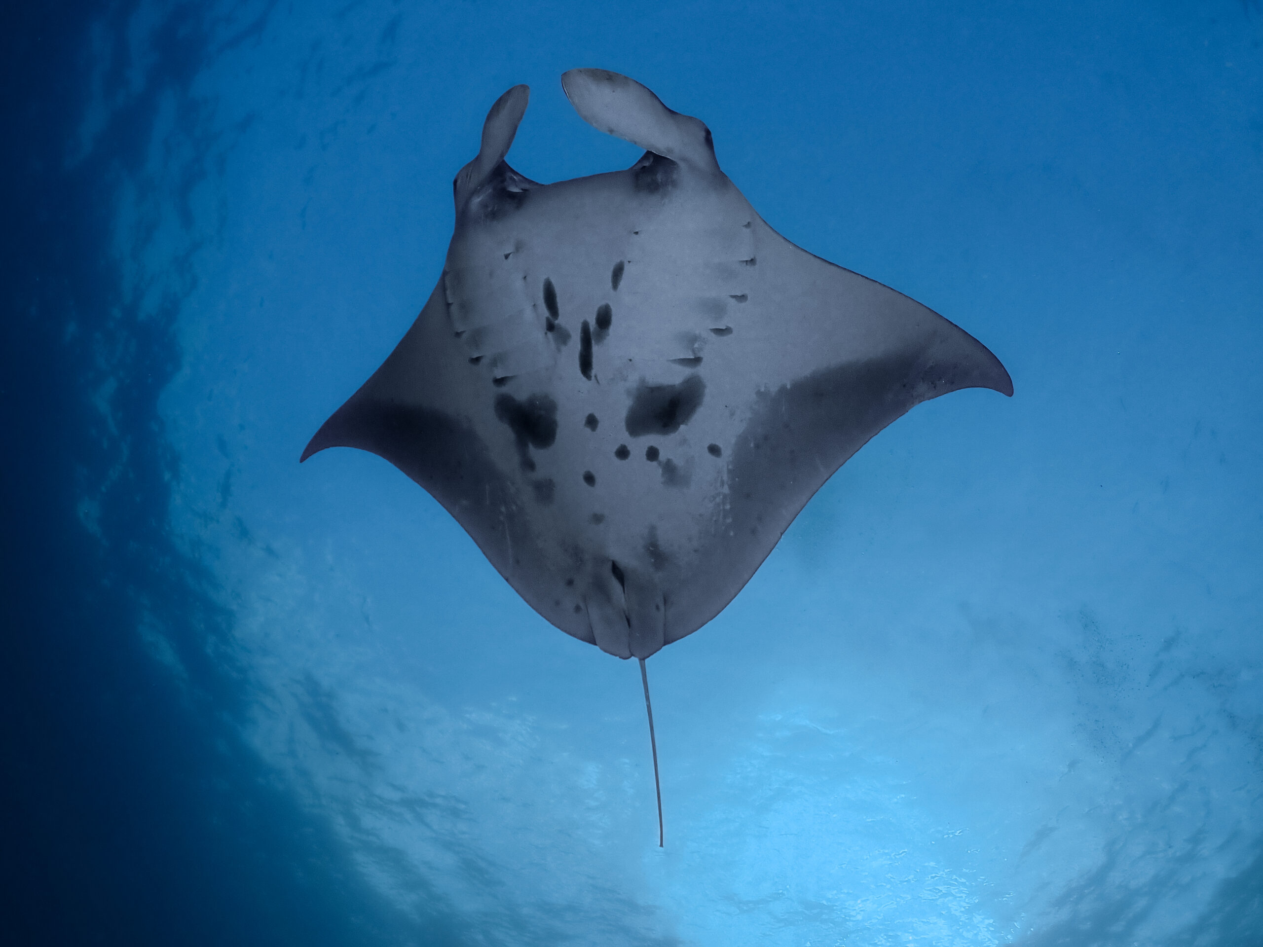Manta below