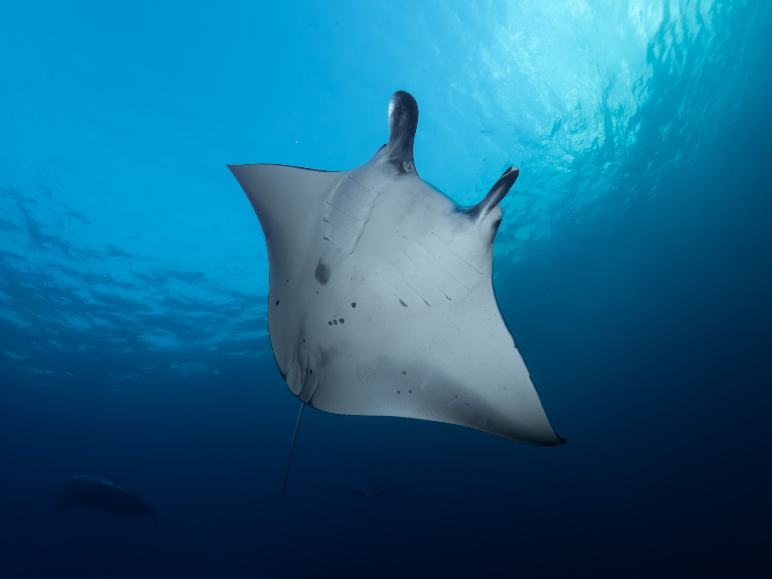 P4260233-Enhanced-NR